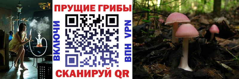 ОМГ ОМГ сайт  Шарыпово  Псилоцибиновые грибы MAGIC MUSHROOMS  сколько стоит 