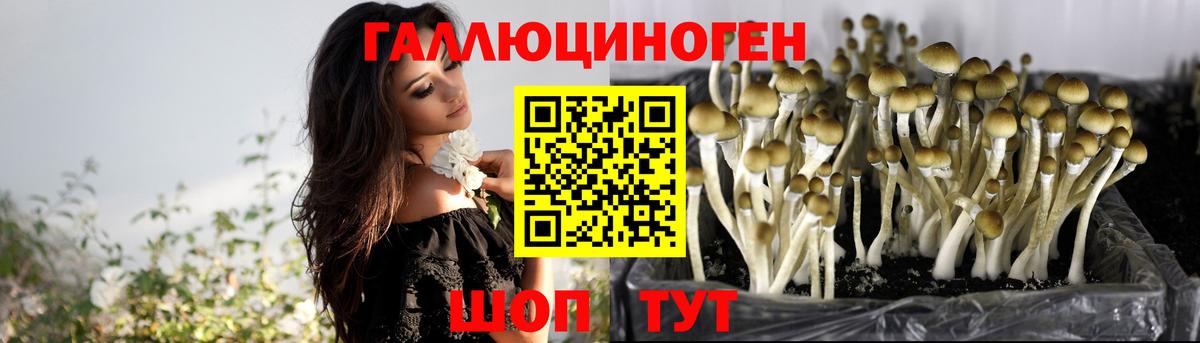 Шарыпово  Псилоцибиновые грибы Psilocybine cubensis  Вход с VPN 